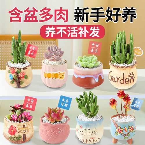 小盆栽多肉植物防辐射仙人球
