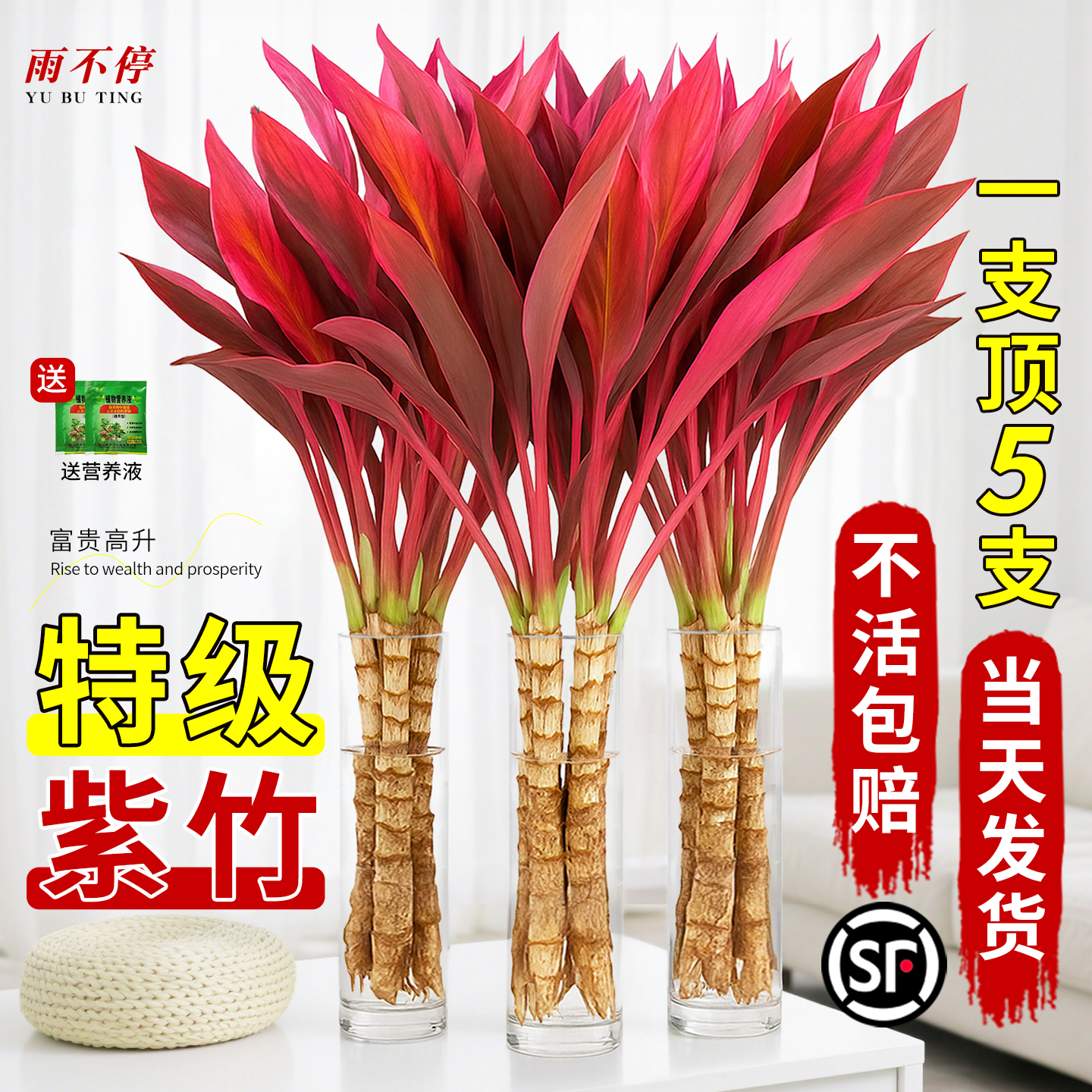 富贵竹水培植物鸿运竹紫竹粗杆带根水养招财竹子客厅室内桌面绿植