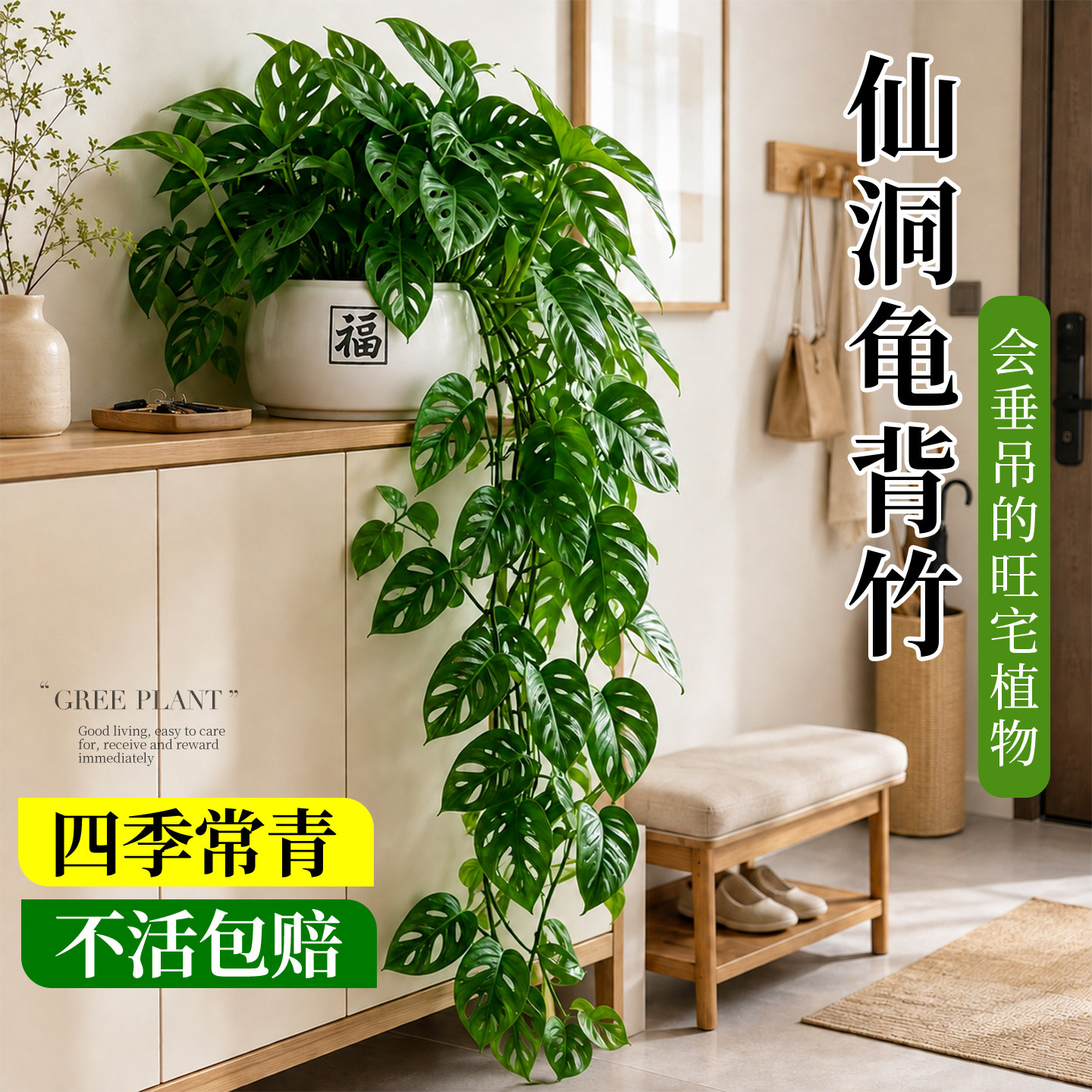 仙洞龟背竹长藤盆栽爬藤植物图片