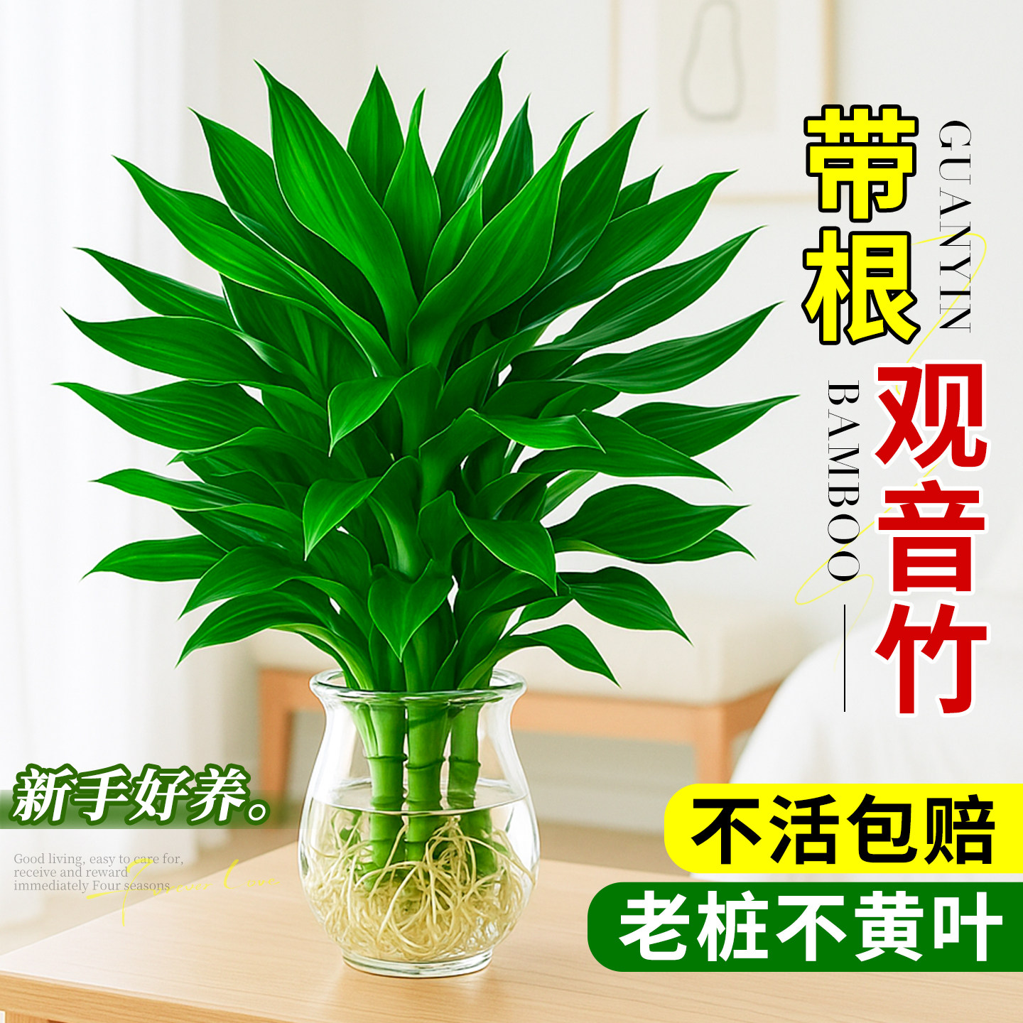 观音竹水培植物室内好养竹子盆栽卧室桌面绿植高级感客厅旺宅摆件图片