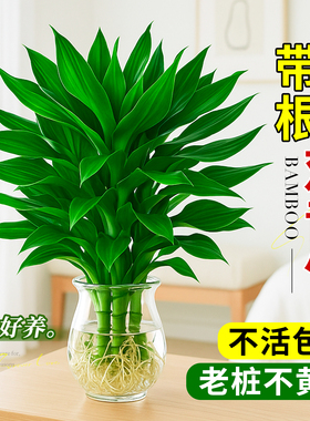 观音竹水培植物室内好养竹子盆栽卧室桌面绿植高级感客厅旺宅摆件