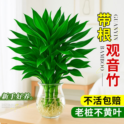 观音竹水培植物室内好养竹子盆栽卧室桌面绿植高级感客厅旺宅摆件