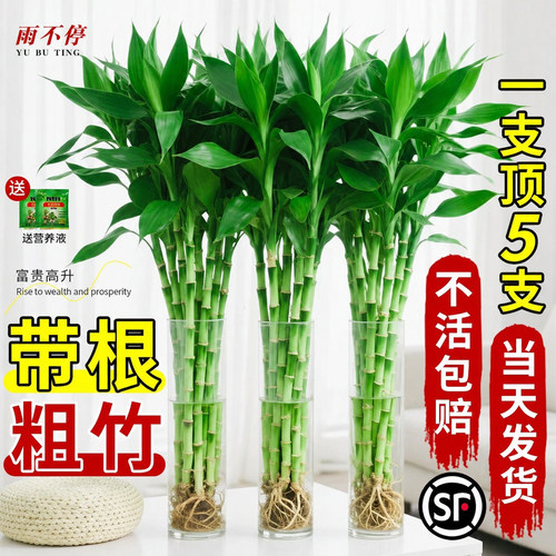 富贵竹水培植物绿植室内盆栽客厅招财粗杆带根水养节节高特级竹子
