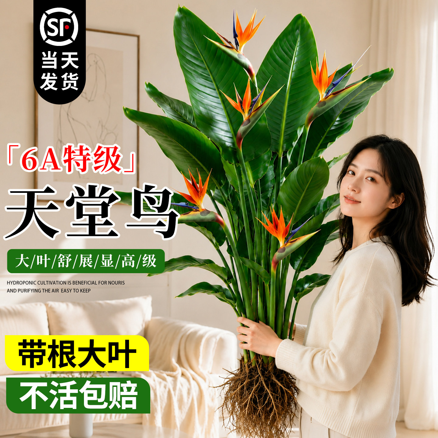 天堂鸟水培植物鹤望兰图片