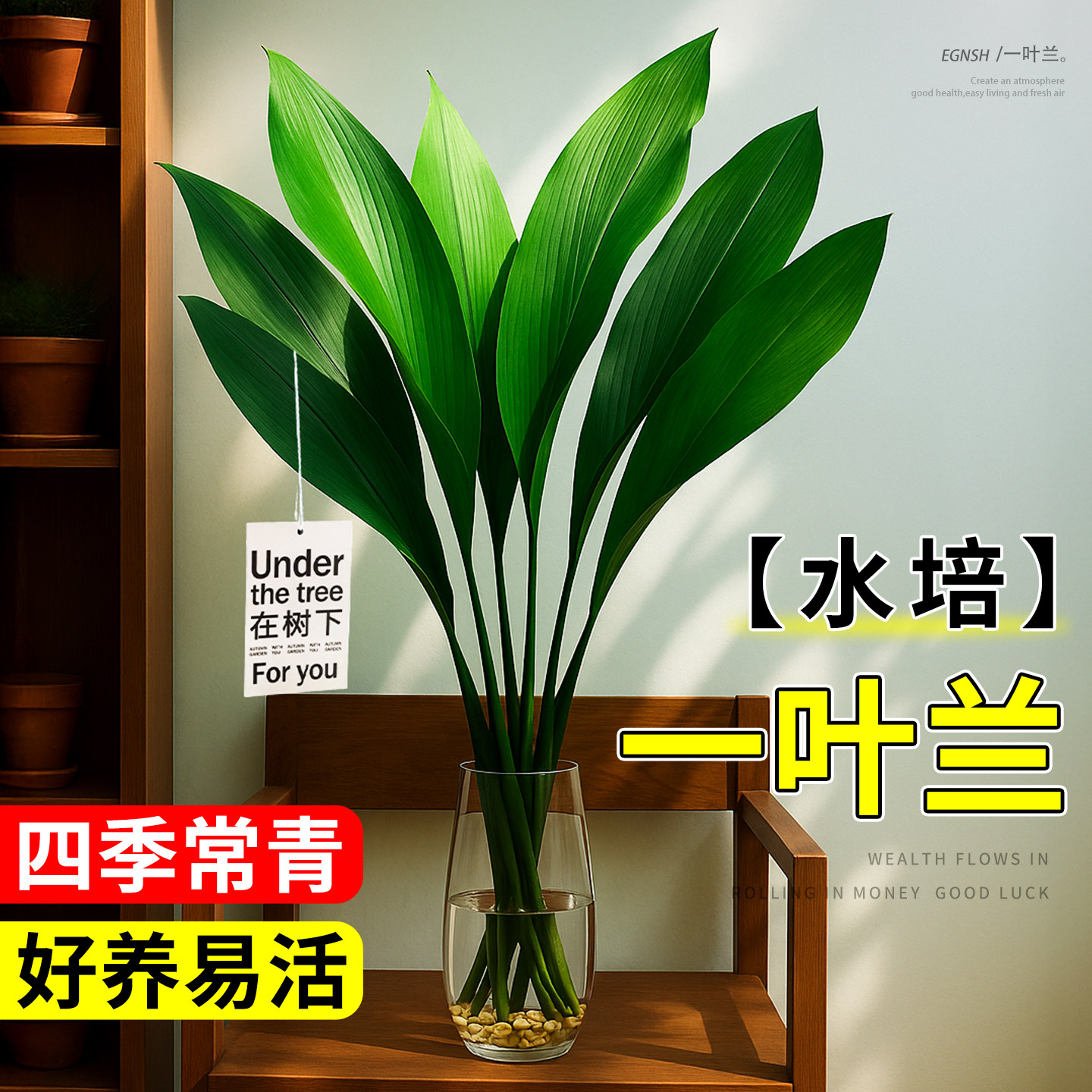 水培一叶兰盆栽绿植大叶图片