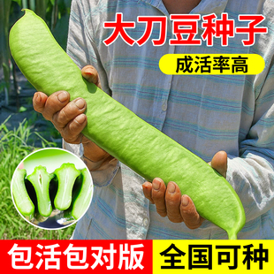 大刀豆种子蔬菜种籽巨型大豆角大扁豆高产刀巴豆巴西豆四季豆种子