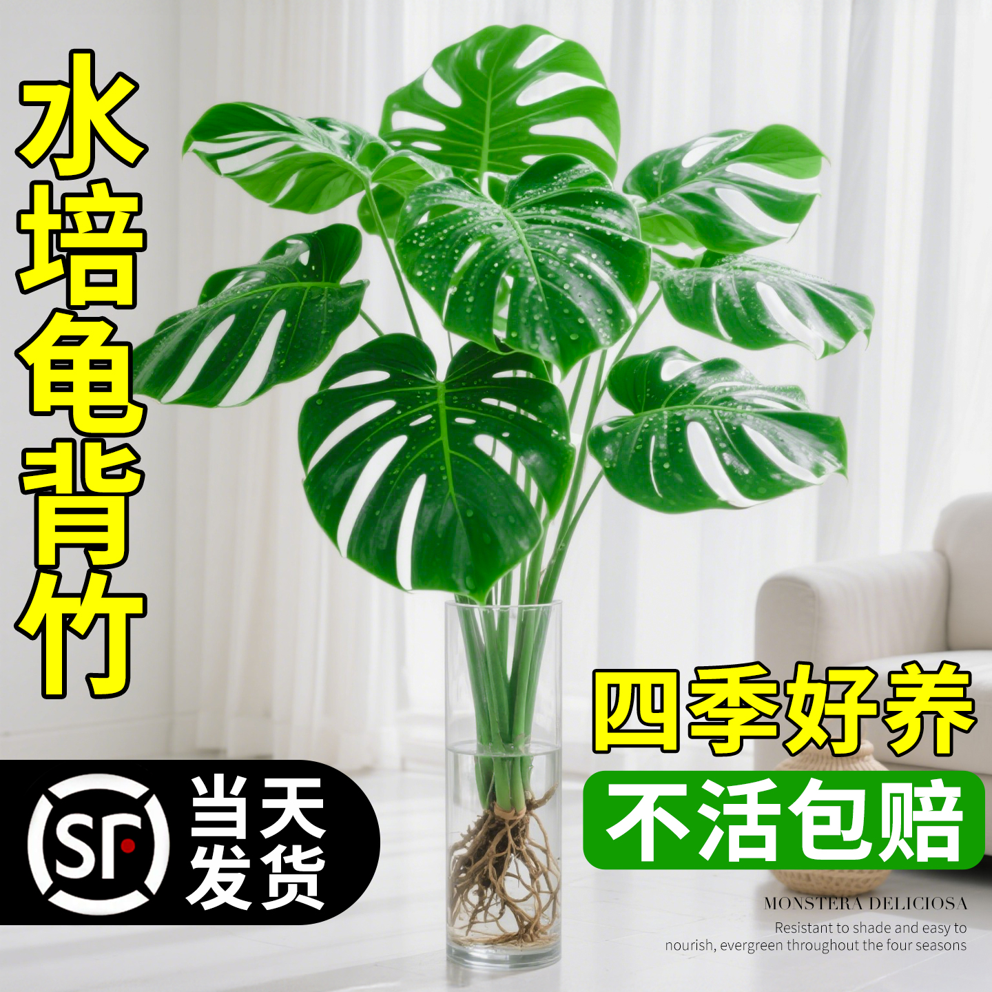 龟背竹水培植物绿植室内盆栽大叶老桩客厅办公室桌面水养竹子四季
