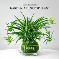 Hydroponic golden-edge spider plant, all-season indoor potted plant, roll-leaf hanging flower, green plant, living room, office, desktop potted plant thumbnail 3