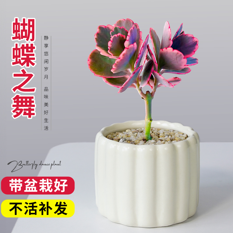 蝴蝶之舞多肉植物室内盆栽小老桩玉吊钟桌面花卉绿植名贵稀有品种