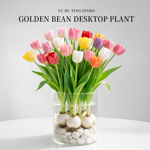 郁金香种球水培植物带花苞盆栽办公室内绿植鲜花卉桌面盆景5度球