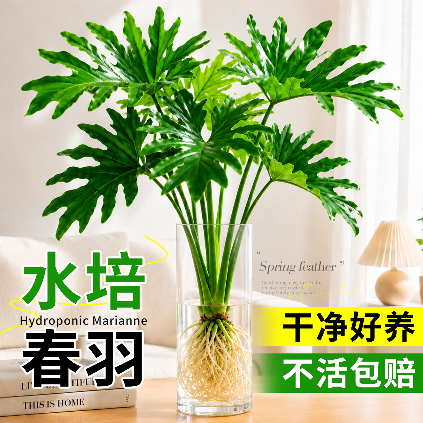 春羽水培植物老桩绿植室内盆栽办公室桌面盆景水养龟背竹大叶花卉图片