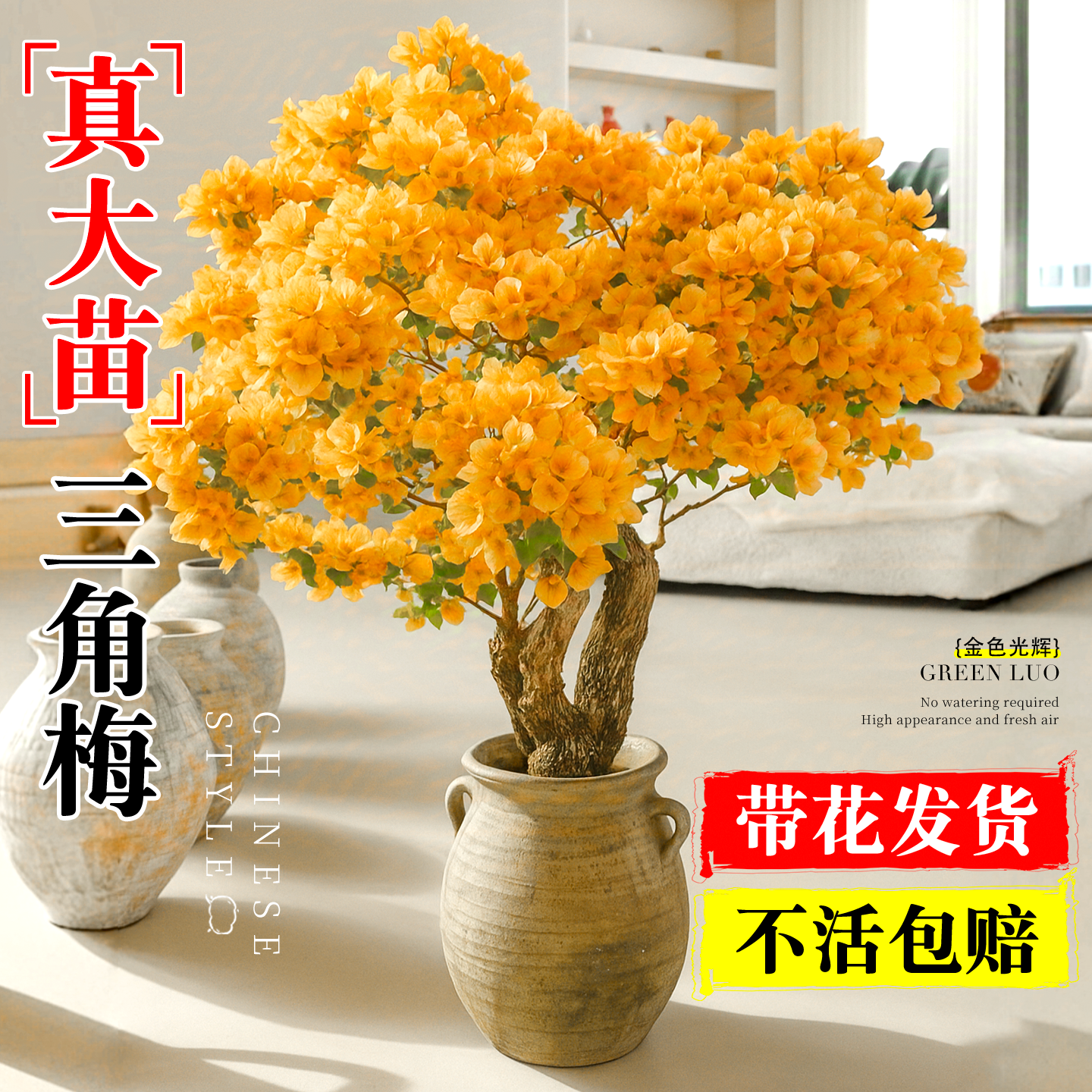 金色光辉三角梅年年爆花好养易活