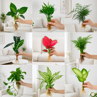 文竹绿萝发财树吉利红水培植物盆栽绿植花卉好养办公室内桌面摆件