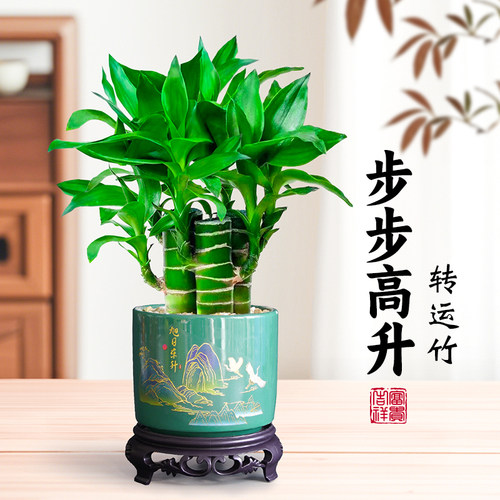 富贵竹小盆栽文昌竹办公室桌面绿