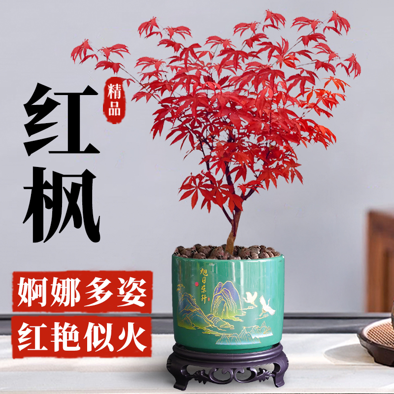 日本红枫办公室内绿植桌面小盆栽摆件好物老桩盆景红舞姬树苗名贵