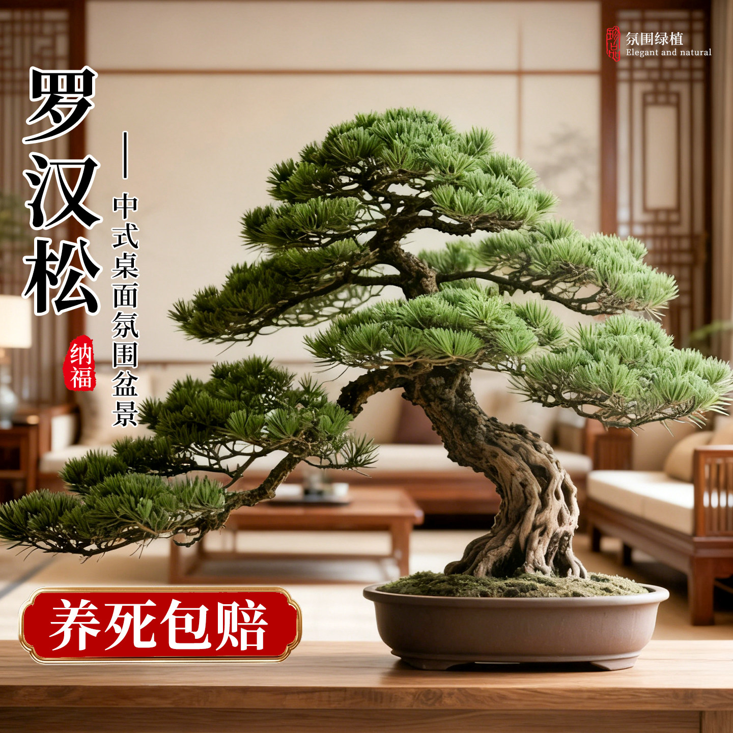 正宗罗汉松盆景迎客松真树盆栽小型老桩办公室内公司桌面好养绿植