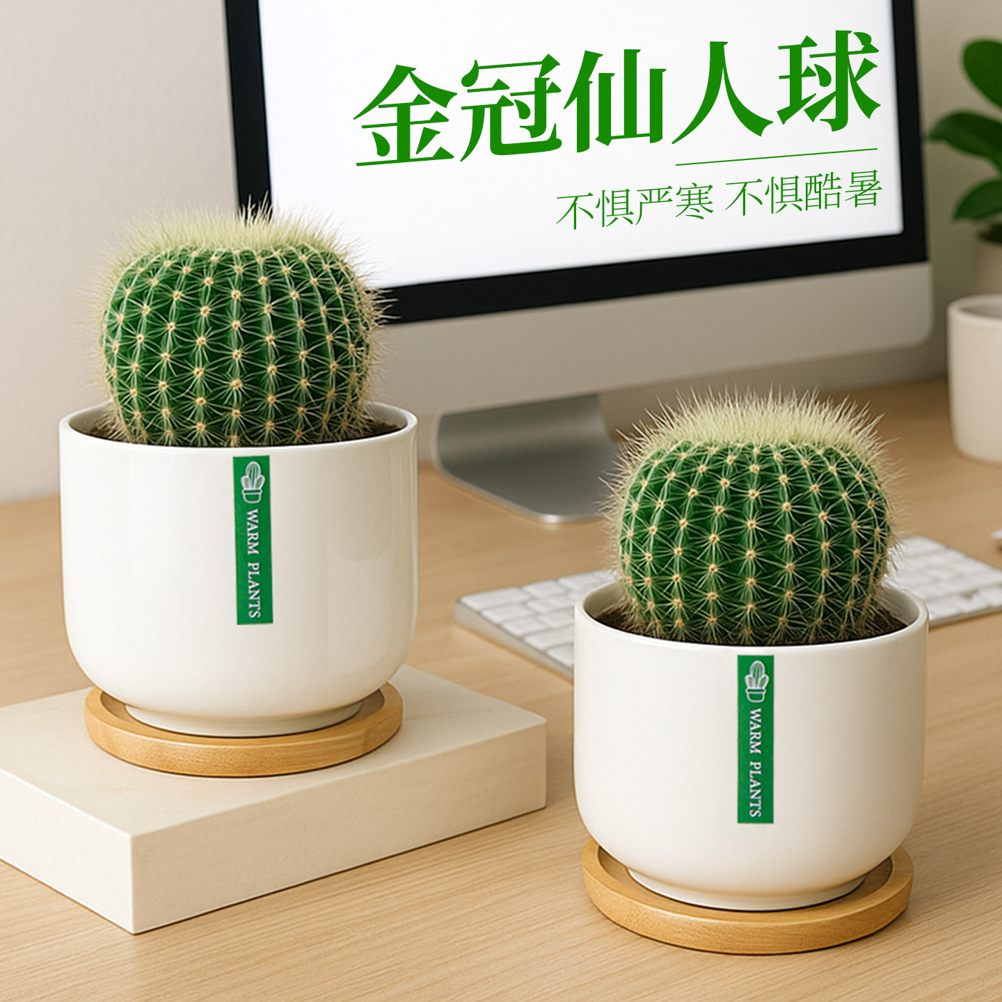 金冠仙人球仙人掌科盆栽办公室室内阳台懒人好养花卉绿植多肉植物,鲜花速递/花卉仿真/绿植园艺,多肉植物,淘宝优惠券,粉丝福利购,淘宝优惠卷