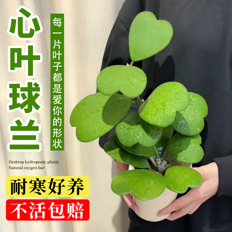 雨装载心型叶片会开花新款绿植