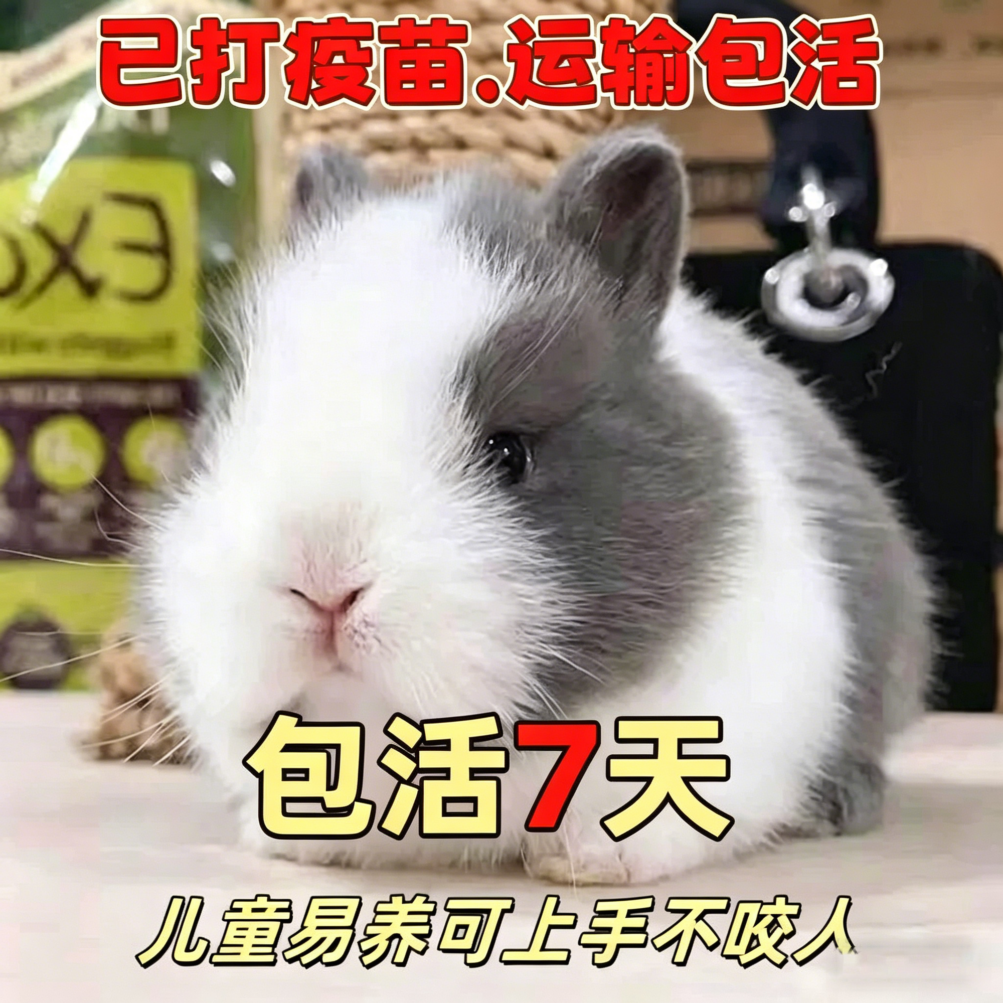 侏儒兔活体迷你长不大垂耳兔凤眼海棠宿舍家养新手包活宠物兔