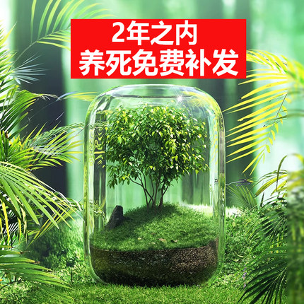 【生命之树】创意桌面苔藓微景观成品盆景好养鲜活绿植生态瓶盆栽