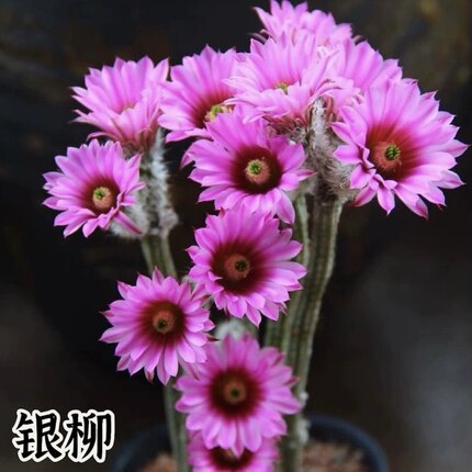 银妞仙人球鹿角柱银柳仙人掌科多肉绿植盆栽开花阳台庭院群生群开