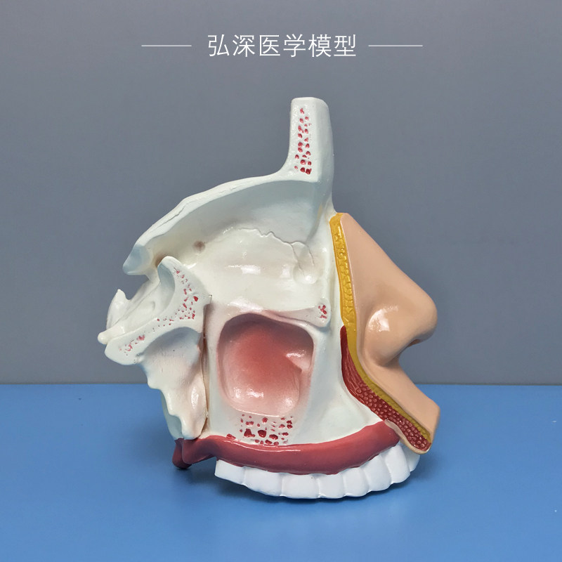 鼻腔解剖模型人体鼻子鼻窦结构模具耳鼻喉科医学教学立体面部弘深