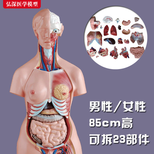 人体内脏器官模型可拆解