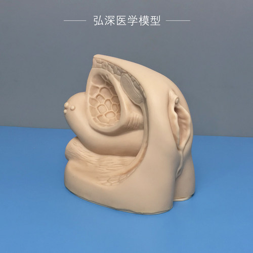 女性内外生殖器官模型可模拟导尿