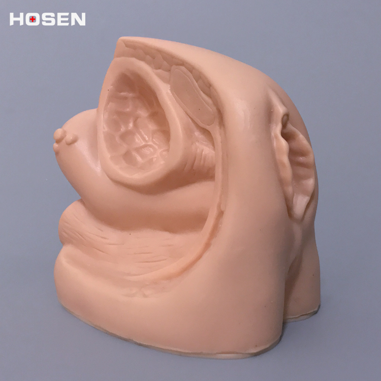 女性内外生殖器官模m型导尿练习演示模型生殖系统结构造膀胱教学