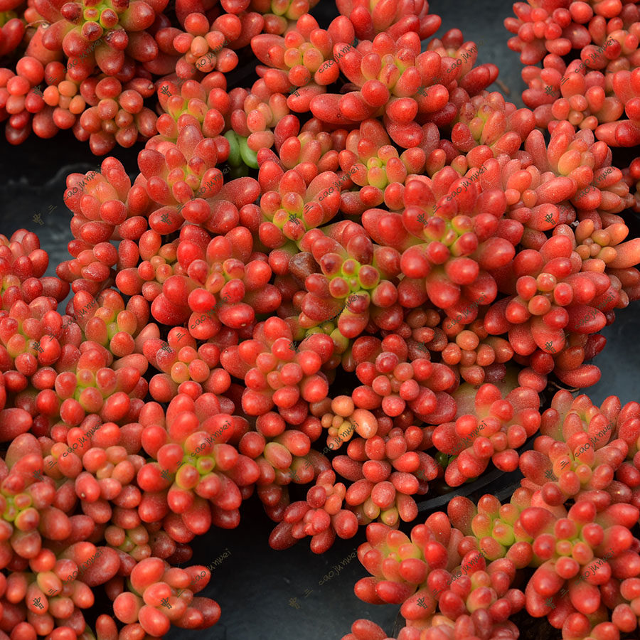 红色浆果群生 景天科 护盆草 多肉植物 满38包邮