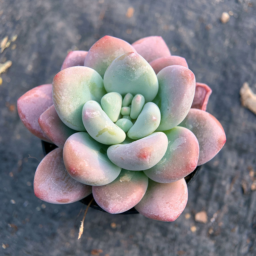 洛神 景天科 多肉植物 满38包邮