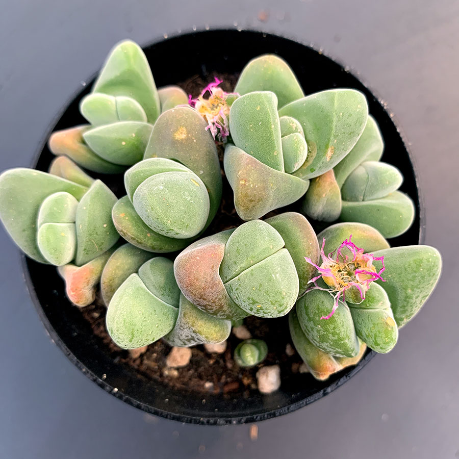 无比玉 老桩 群生母本 番杏科 多肉植物 满38包邮