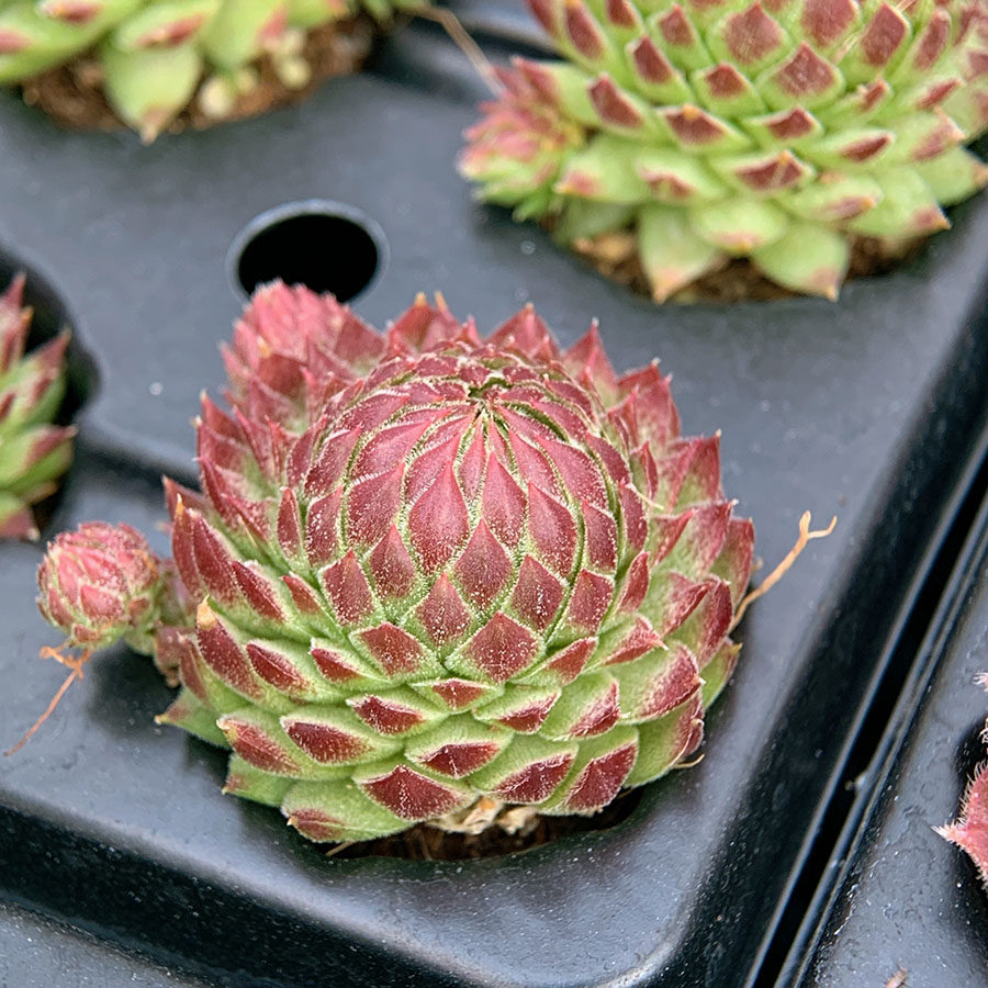 复活节彩蛋  景天科 长生草属 多肉植物 满38包邮