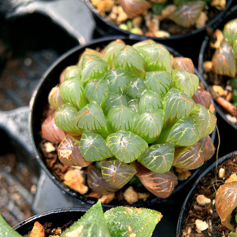 日本红丝姬玉露 小叶 十二卷 瓦苇属 满38包邮 耐荫 多肉植物