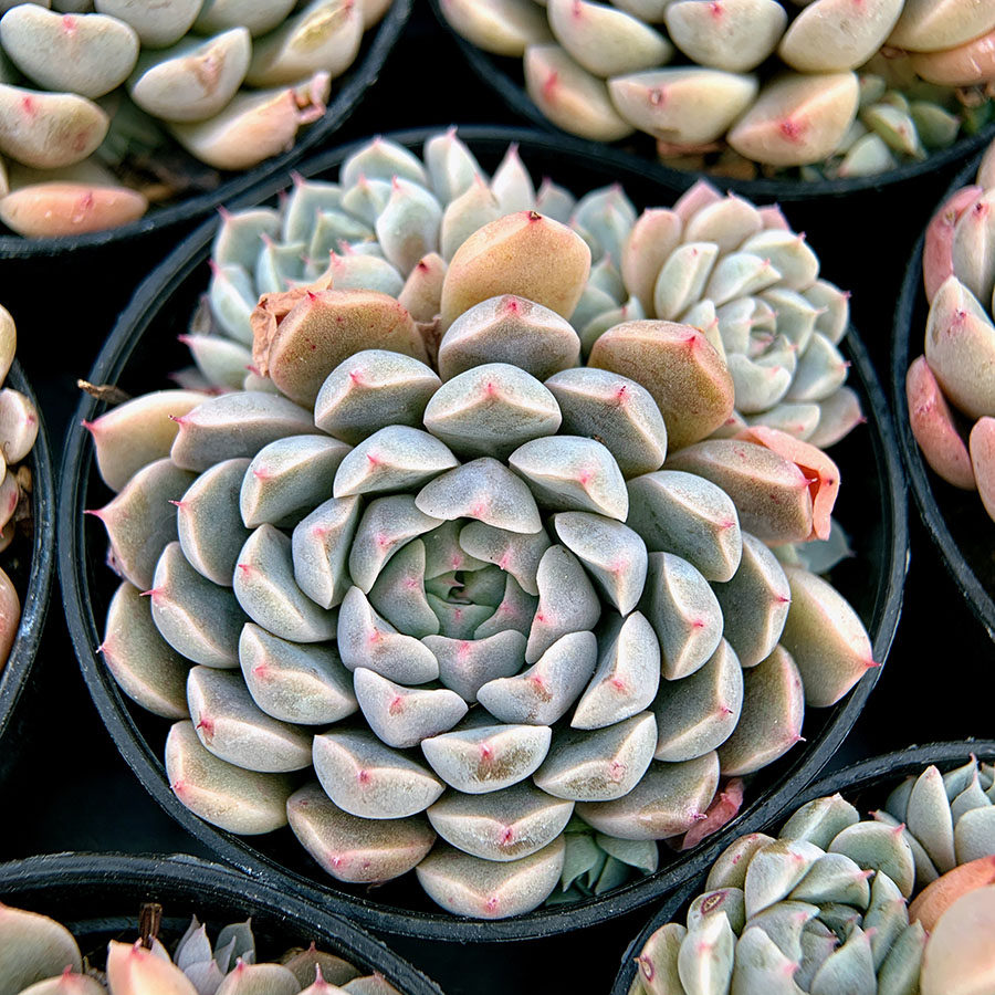 墨西哥姬莲 群生母本 景天科 多肉植物