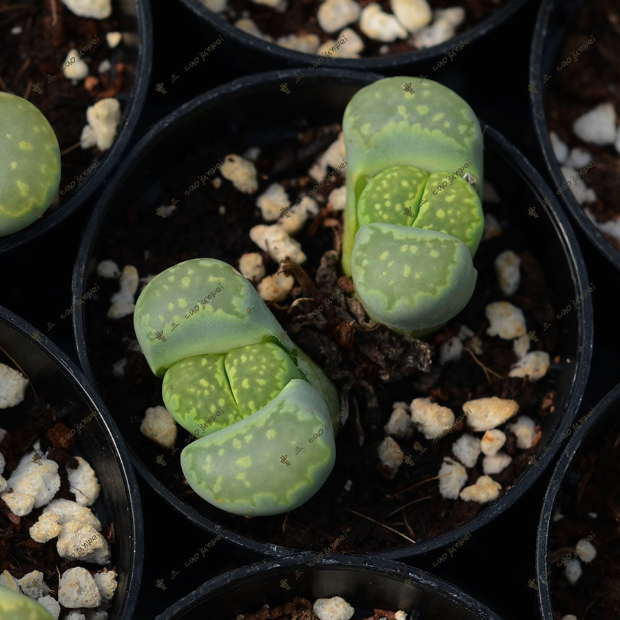 多肉植物 双头绿福来 4年开花株 番杏科 生石花  满38包邮