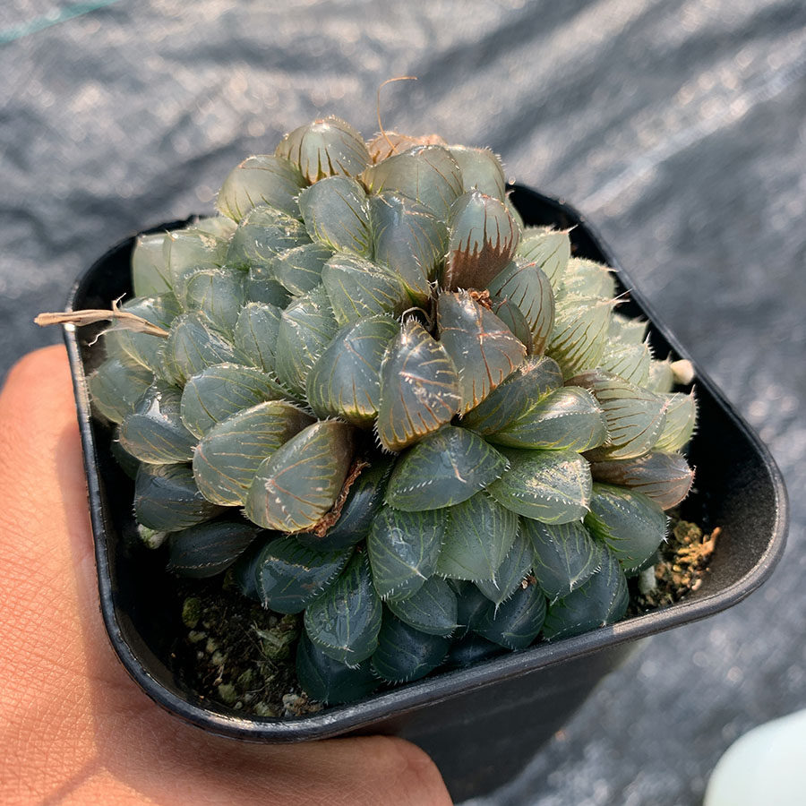 蓝镜玉露 群生 十二卷 瓦苇属  满38包邮 多肉植物