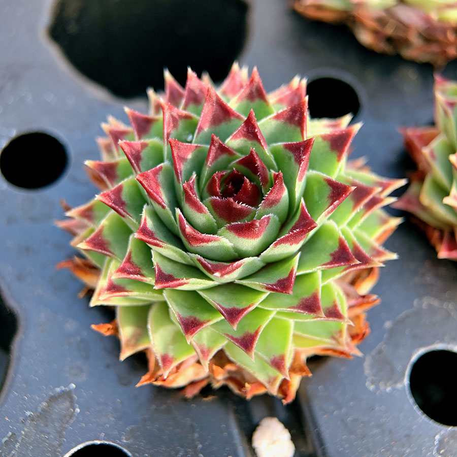 柔情 景天科 长生草属 多肉植物 满38包邮