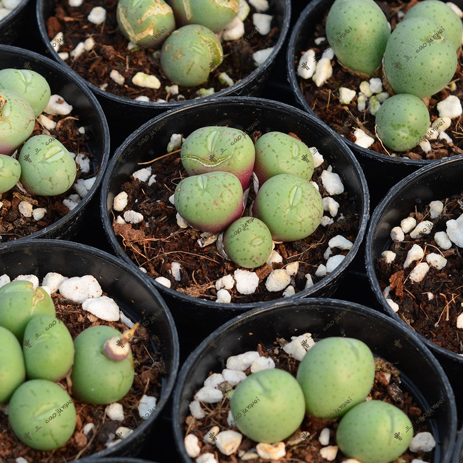 多肉植物 荧光玉群生 c.uviforme 番杏科 肉锥属  满38包邮