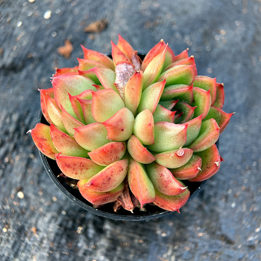 冰河世纪 景天科  多肉植物  满38包邮