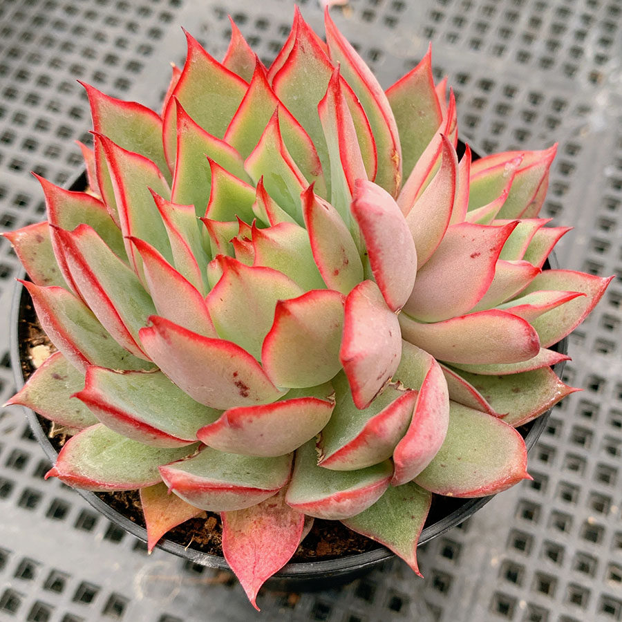 宝莲灯 群生 景天科 多肉植物 满38包邮