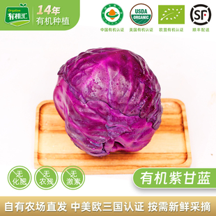 有机汇有机紫甘蓝 紫包菜卷心菜沙拉榨汁生吃有机蔬菜新鲜无农残