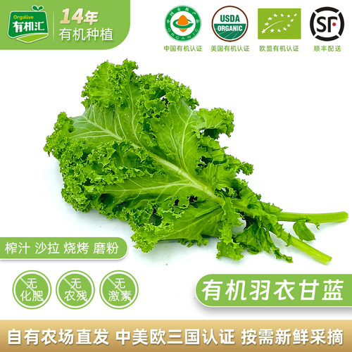 新鲜榨汁食疗健身有机羽衣甘蓝