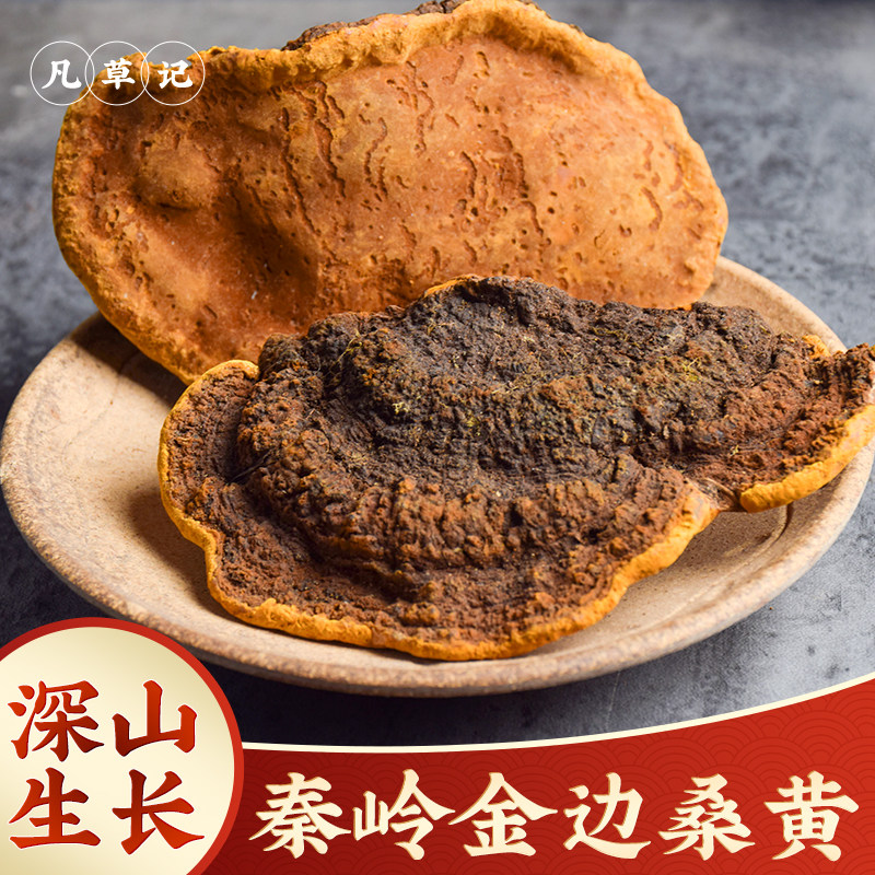 野生桑黄菌桑黄500g正品桑树桑黄 秦岭野生桑黄中药材新货整枝