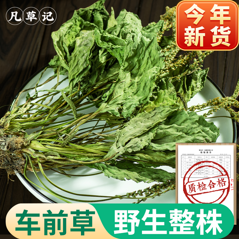 车前草野生整株带穗山野中采挖