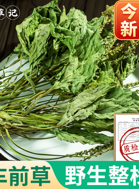 车前草野生中草药500g新鲜车前草新货整根车前草中药泡水喝的作用