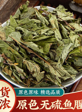 新鲜野生鱼腥草中药材