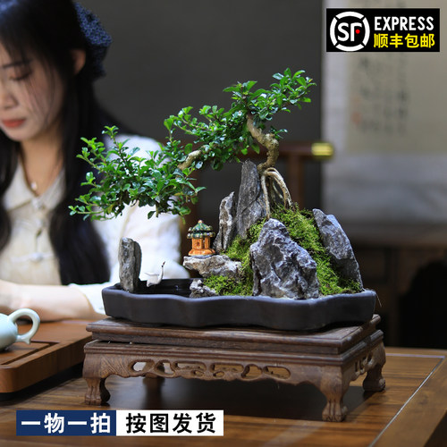 桌面山水假山小盆景一物一拍