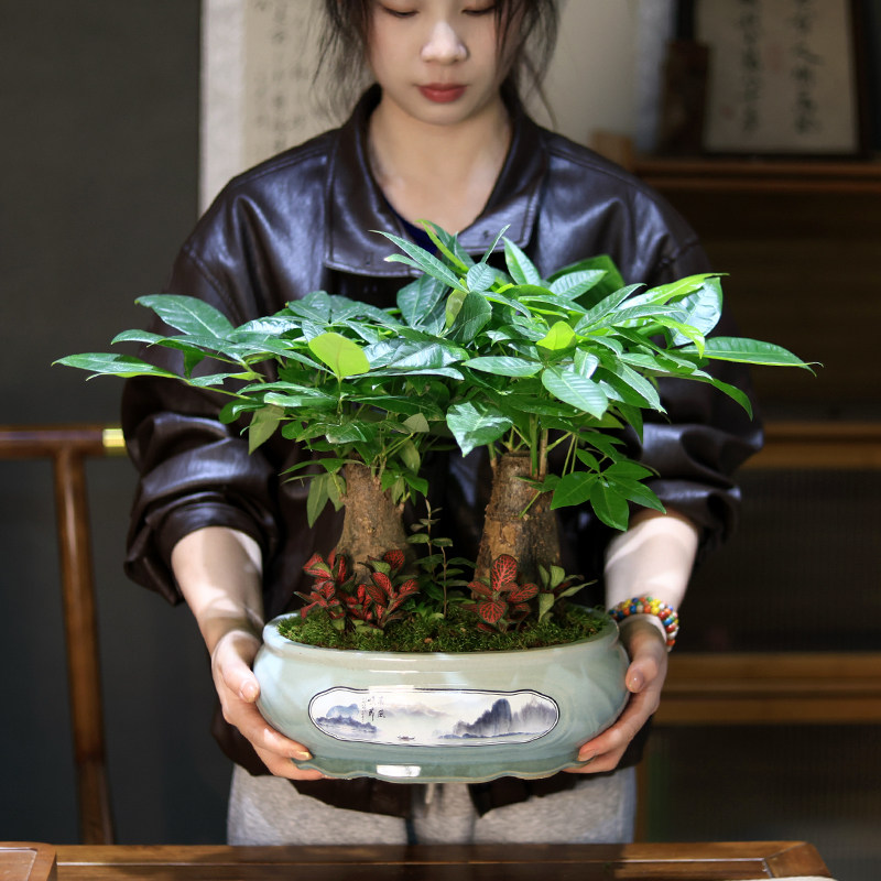 发财树盆栽植物组合盆景开业乔迁送礼室内客厅绿植招财树四季常青
