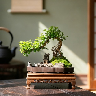 小叶雀梅树桩造型假山盆景植物老桩办公室内客厅绿植桌面盆栽摆件